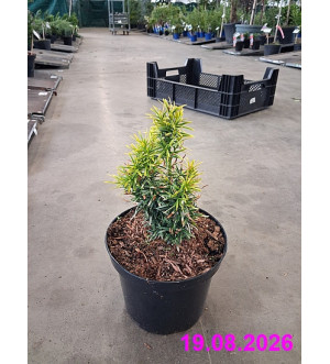 Taxus media 'Stefania'® C 2 L